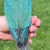 Variety of Birds for sale! photo 3