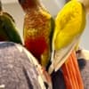Variety of Birds for sale! photo 4