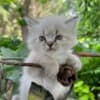 male ragdoll, Persian kitten photo 1