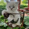 male ragdoll, Persian kitten photo 2