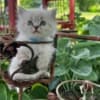 male ragdoll, Persian kitten photo 3