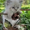 male ragdoll, Persian kitten photo 4