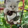 male ragdoll, Persian kitten photo 5