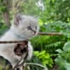 male ragdoll, Persian kitten photo 6