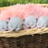Females Ragdolls photo 1