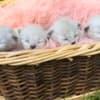 Females Ragdolls photo 2