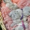 Females Ragdolls photo 3