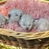 Females Ragdolls photo 4