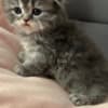 Scottish Fold kittens-??????????? ?????? photo 2