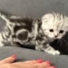 Scottish Fold kittens-??????????? ?????? photo 3