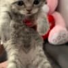 Scottish Fold kittens-??????????? ?????? photo 4