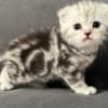 Scottish Fold kittens-??????????? ?????? photo 2