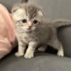 Scottish Fold kittens-??????????? ?????? photo 4
