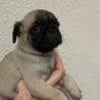 Pug Puppies For Sale photo 1