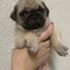 Pug Puppies For Sale photo 2