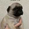 Pug Puppies For Sale photo 3