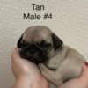 Pug Puppies For Sale photo 5