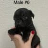 Pug Puppies For Sale photo 6