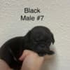 Pug Puppies For Sale photo 7