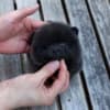 Pure black teacup Pomeranian puppy photo 1