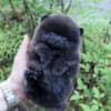 Pure black teacup Pomeranian puppy photo 2