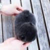 Pure black teacup Pomeranian puppy photo 3