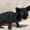 Gorgeous solid black Sphynx girl photo 1