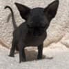 Gorgeous solid black Sphynx girl photo 2