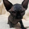 Gorgeous solid black Sphynx girl photo 3