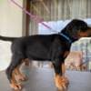??Best Puppy?? photo 3