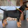 ??Best Puppy?? photo 5