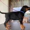 ??Best Puppy?? photo 7