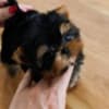 Teacup Yorkie puppies available text: 4056878571 photo 1
