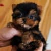 Teacup Yorkie puppies available text: 4056878571 photo 2