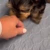 Teacup Yorkie puppies available text: 4056878571 photo 3