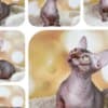 Sphynx and bambinos kitten's available photo 1