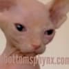 Sphynx and bambinos kitten's available photo 2