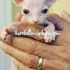 Sphynx and bambinos kitten's available photo 3