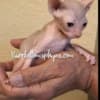 Sphynx and bambinos kitten's available photo 4