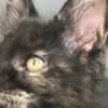 Black Tortie  Maine Coon Girl photo 1