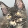 Black Tortie  Maine Coon Girl photo 2