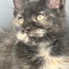 Black Tortie  Maine Coon Girl photo 3