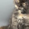 Black Tortie  Maine Coon Girl photo 4