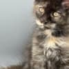 Black Tortie  Maine Coon Girl photo 5