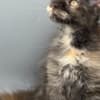 Black Tortie  Maine Coon Girl photo 6