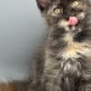 Black Tortie  Maine Coon Girl photo 7