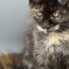 Black Tortie  Maine Coon Girl photo 8