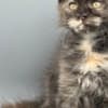 Black Tortie  Maine Coon Girl photo 9