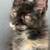 Black Tortie  Maine Coon Girl photo 10