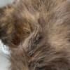 Black Tortie  Maine Coon Girl photo 11